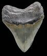 Serrated, Megalodon Tooth - Georgia #72797-2